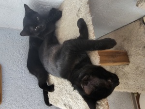 2 schwarze Maine Coon mix Ladys abzugeben 19 Monate alt 