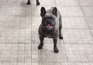 Französische Bulldogge 2 Schwestern Blau geboren 17.09.2021 3 Jahre jung