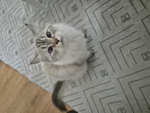 Perser Ragdoll Katze