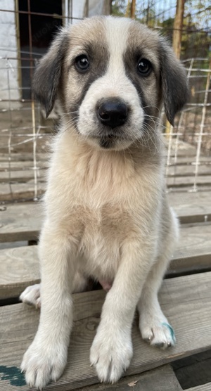 Carlo, geb. ca. 08 2022, lebt in GRIECHENLAND, auf einer privaten Pflegestelle Bild 4