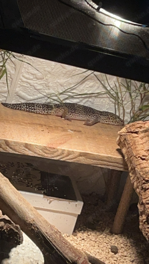 terrarium + leopardgecko 