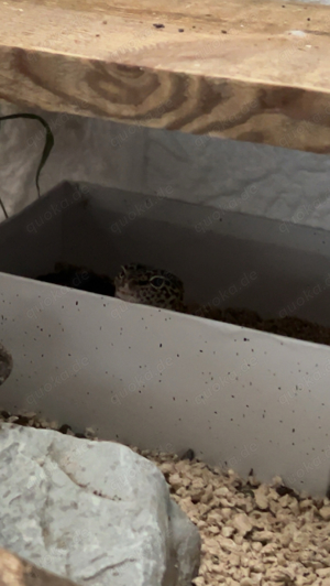 adultes leopardgecko weibchen 