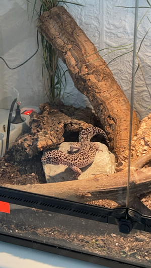 1.0 leopardgecko 