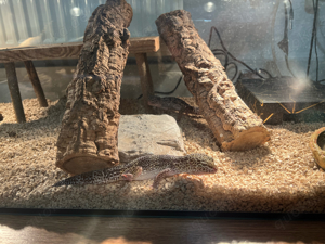 leopardgeckos mit terrarium 