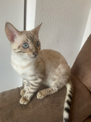 Die 2 Lezte Bengal  kitten  kater 