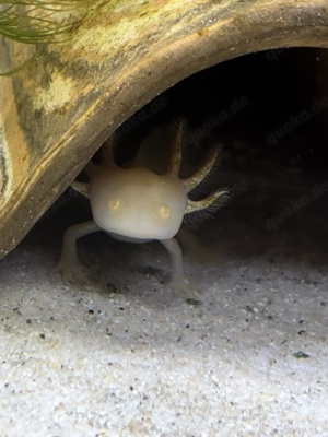 Axolotl Nachzucht aus dem Mai 2024