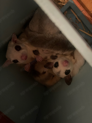 7-köpfige Sugarglider Familie sucht neues Zuhause