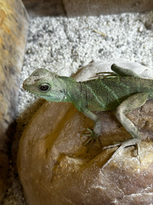 Grüne Wasseragame