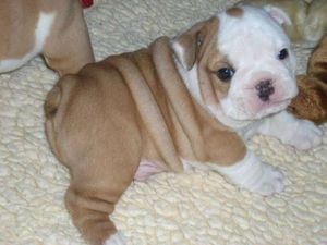 Reinrassige English Bulldog Welpen