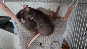 Ratten Weibchen