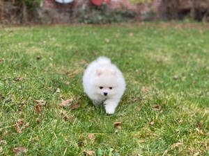 Reinrassiger Pomeranian Zwergspitz mit Ahnentafel  