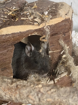 Wunderschöne Degus zu verkaufen 