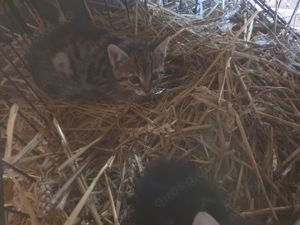 Katzen Babys zu verkaufen