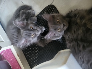 Maine Coon Kitten 14 Wochen alt