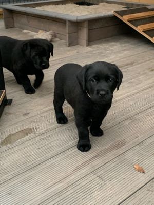 Wunderschönes Labrador Welpen mit Papieren 