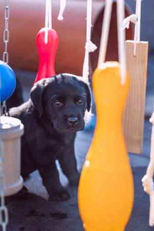 Wunderschönes Labrador Welpen mit Papieren 