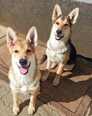 Husky Schäferhund Mix 