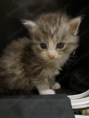 Babykätzchen Maine Coon 