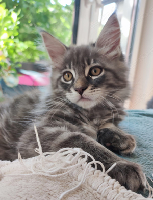 Reinrassiger Maine-Coon-Kater Enlil