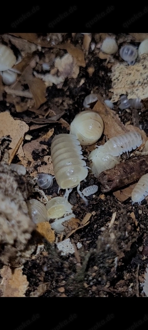 Armadillo officinalis "white pina" Assel Asseln isopod isopoda bodenpolizei 