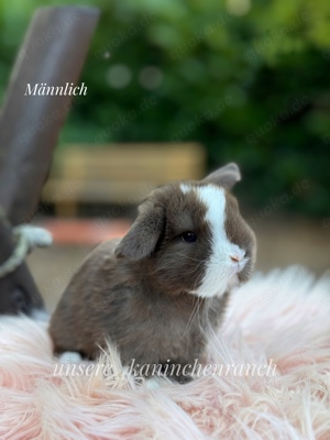 Superzahme Minis dürfen reserviert werden. Zwergwidder Kaninchen Löwenköpfchen 