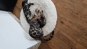 Bengal Kitten 