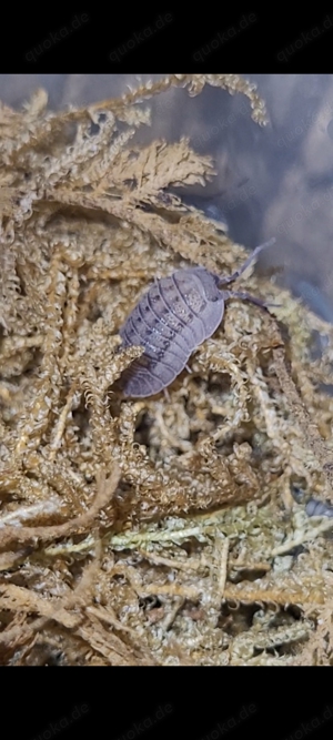 Armadillidium peraccae Assel asseln isopod isopoda bodenpolizei 