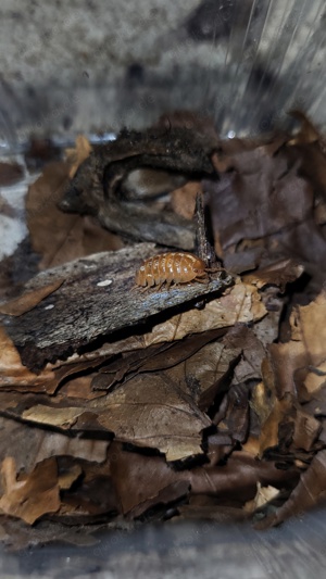 Armadillidium vulgare "red" assel asseln isopod isopoda bodenpolizei 