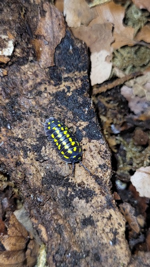 Armadillidium gestroi Assel asseln isopod isopoda bodenpolizei 