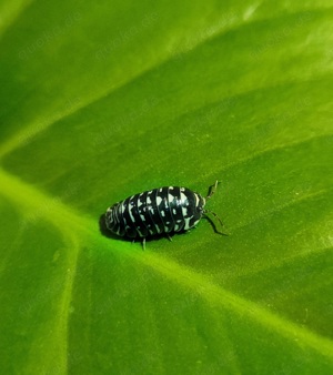 Armadillidium maculatum Zebrarollassel Zebraassel Assel asseln isopod isopoda bodenpolizei 