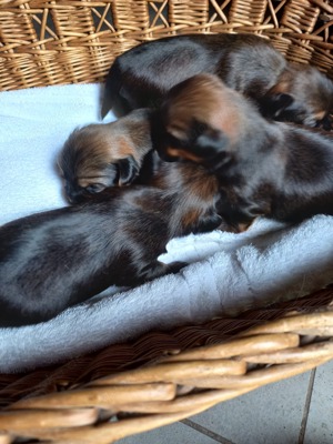 Hundebabys Yorkshire Terrier Shih Tzu Mischlinge 