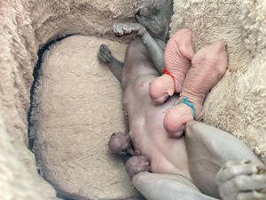 Reinrassige Canadian Sphynx Kitten 