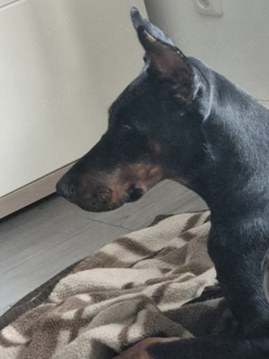 Dobermann Hündin  sucht ein neues Zuhause 