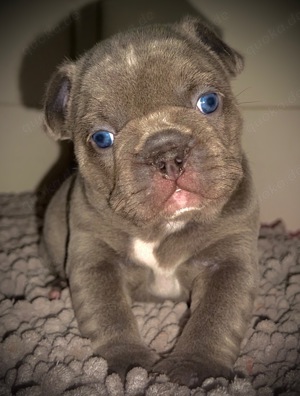 Französische Bulldogge Mädchen lilac