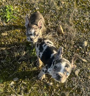 französiche bulldoggen welpen merle