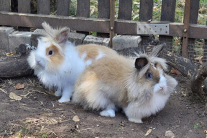 Abby & Luna, 5 Monate - Löwenkopfkaninchen - Tierhilfe Franken e.V.