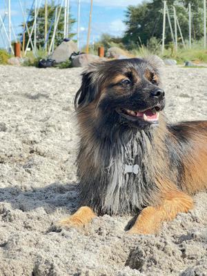 Kleiner Wuschelkopf sucht Menschen mit Hundeerfahrung