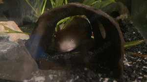 axolotl 