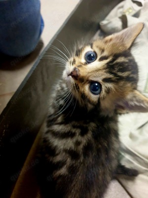 Bengal Mix Kitten 