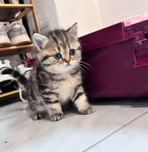 BKH kitten baby kater ( noch 2 )