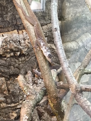 1.1 Anolis Roquet Majolgris 2023