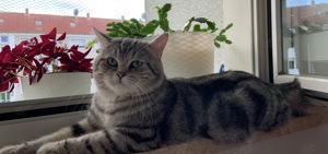 Deckkater Bkh Silver black tabby mit Erfahrung 