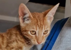 Ginger Mutiger Entdecker sucht Katzenparadies