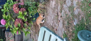 süße katzenbabys suchen ein neues Zuhause 