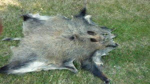 Wildschweinfell