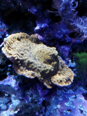 montipora crazy t Meerwasser Koralle