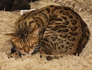 12-jähriger Bengalkater sucht ein neues, liebevolles Zuhause mit Freigang