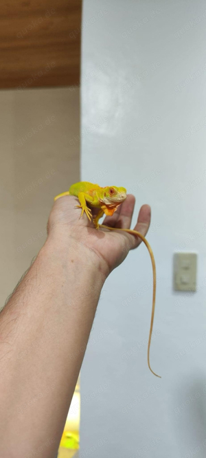 Iguana (Grüner Leguan) Albino (Red Albino) Crismon