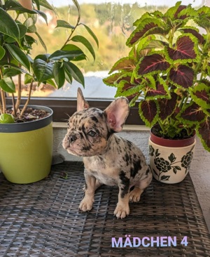 Französische Bulldogge Welpen 