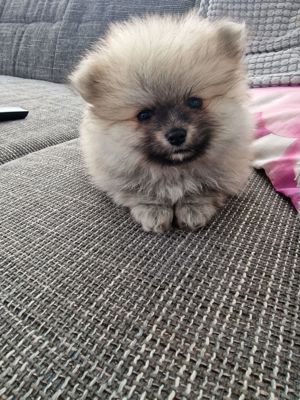 Pomeranian Zwergspitz  Welpen 